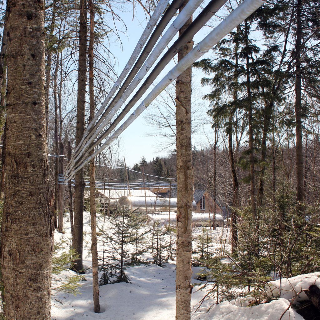 Pipes carrying the sap down to the sugarshack