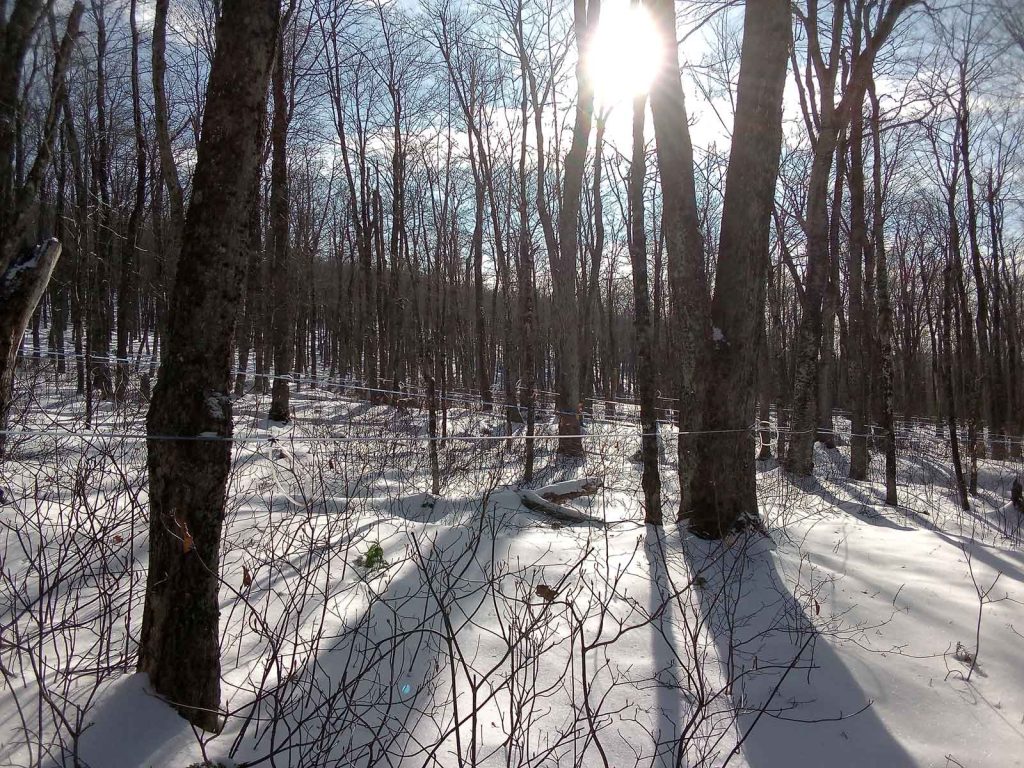 Sunny day in the frigid snowy forest