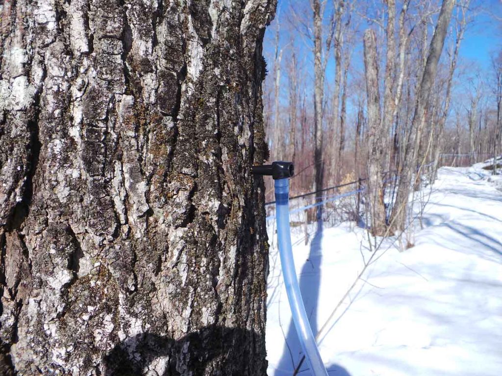 Each tree is tapped to contribute what it can